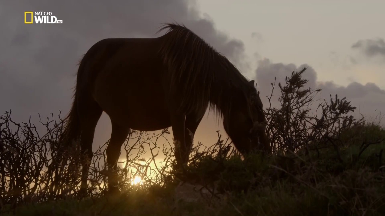 Nat Geo Wild — Дикая природа Великобритании / Wild Great Britain 01  Возвышенности