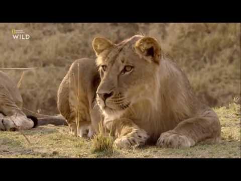 Nat Geo Wild: Африканские охотники 2 сезон 1 серия — Испытания Олимбы