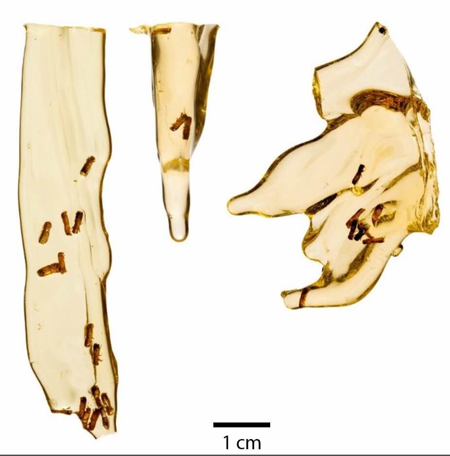 Впервые исследователи извлекли ДНК из насекомых, попавших в янтарь