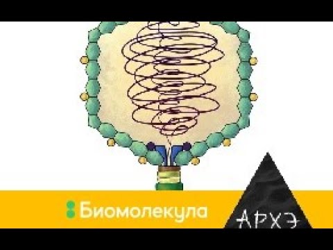 Андрей Летаров: «Я назову тебя лямбда – самое изученное существо на планете»