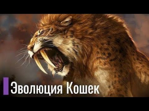 Реальная Эволюция Кошачьих. Саблезубый тигр и коты современности