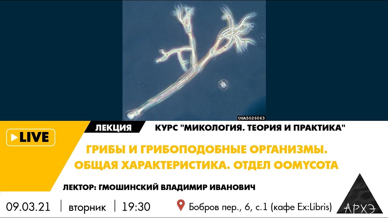 Лекция «Грибы и грибоподобные организмы. Общая характеристика. Отдел Oomycota» курса «Микология»