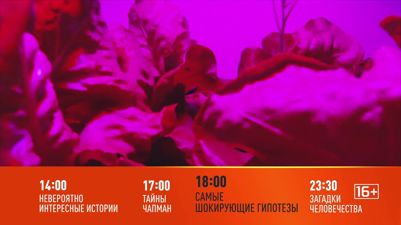 Проекты на рен тв