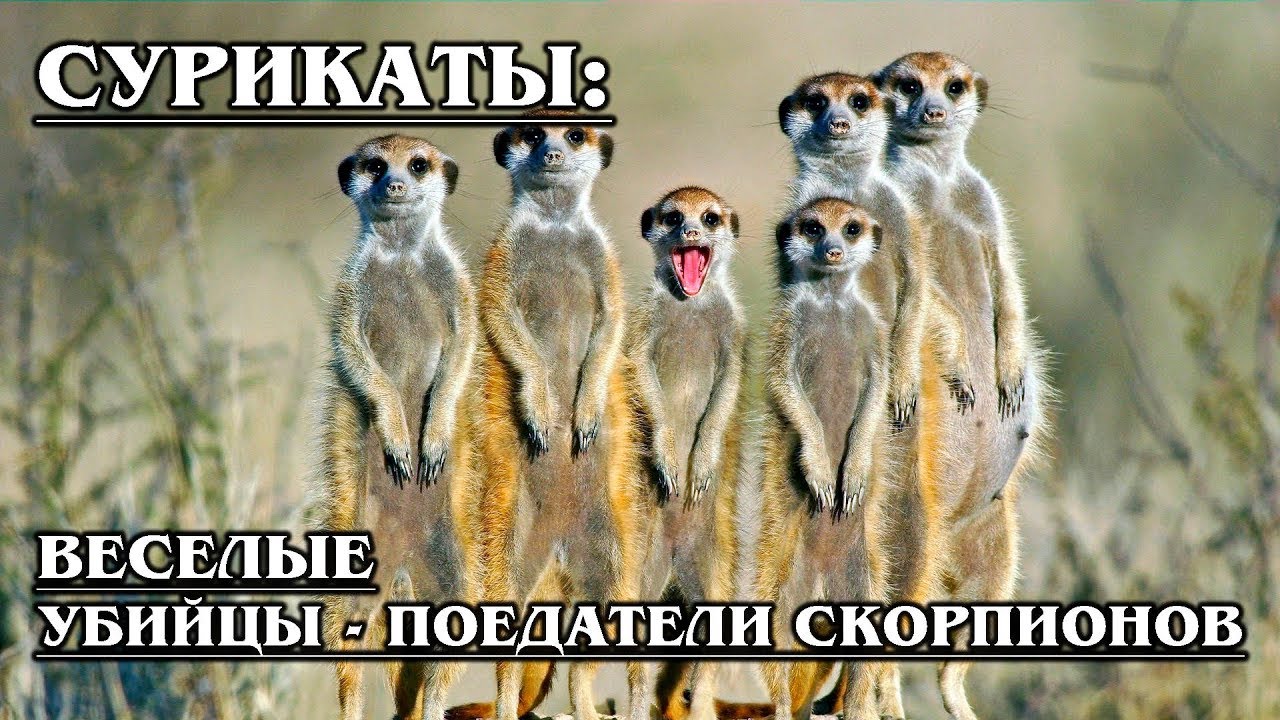 СУРИКАТЫ: Вместе охотятся даже на скорпионов | Интересные факты про сурикатов и животных Африки
