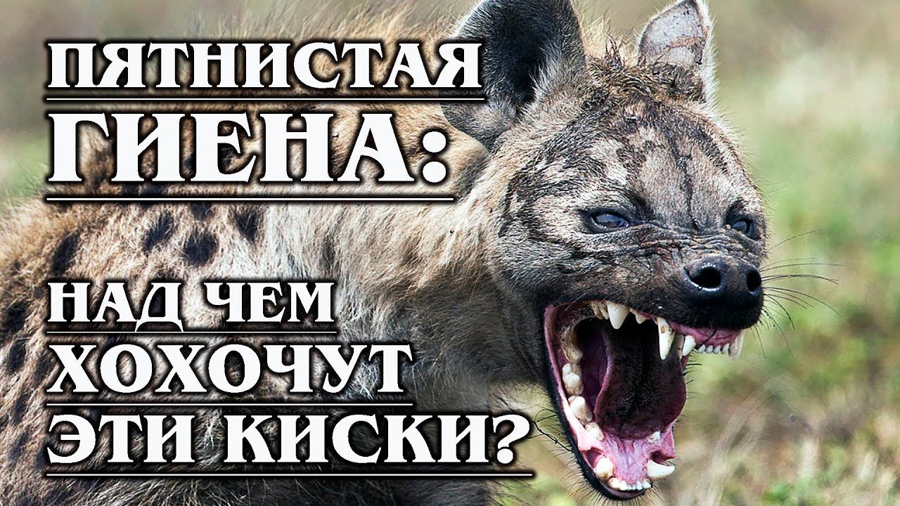 ПЯТНИСТАЯ ГИЕНА: Дрессированная «кошка» с секретом | Интересные факты про гиен и животных Африки