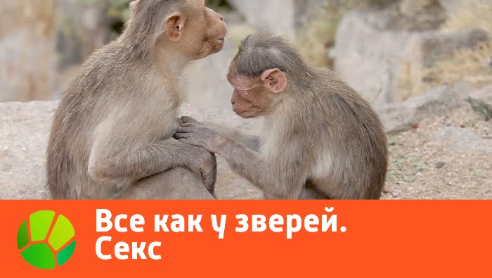 Все как у зверей. Секс | Живая Планета