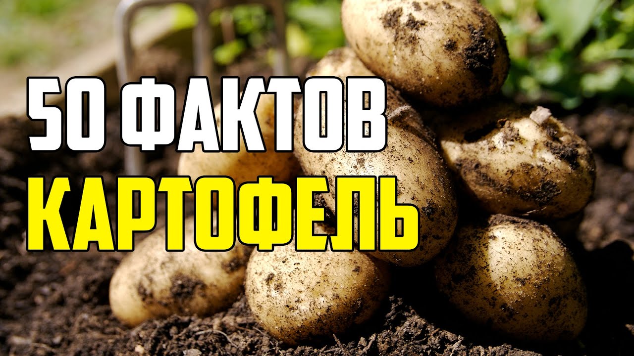 50 ИНТЕРЕСНЫХ ФАКТОВ О КАРТОФЕЛЕ