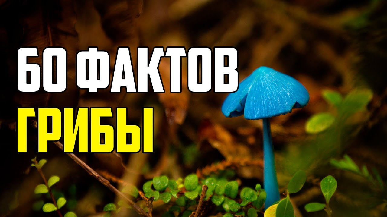 60 ИНТЕРЕСНЫХ ФАКТОВ О ГРИБАХ