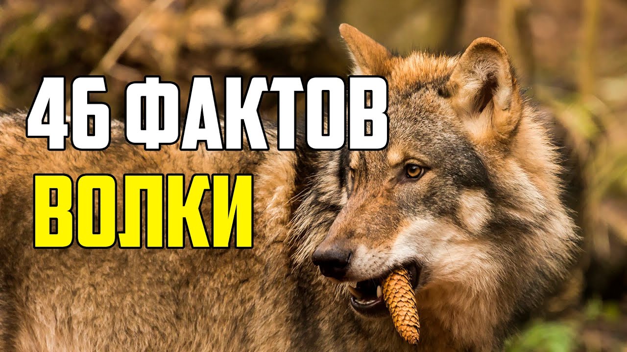 46 ИНТЕРЕСНЫХ ФАКТОВ О ВОЛКАХ