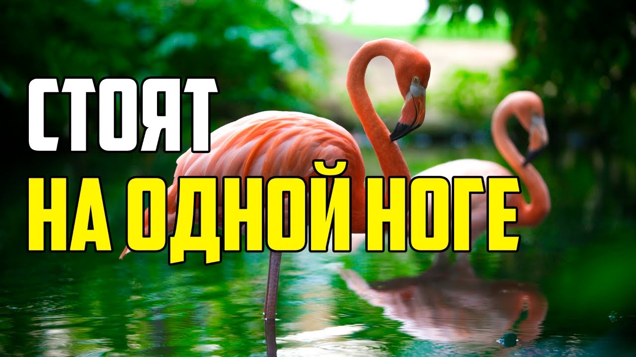 ПОЧЕМУ ФЛАМИНГО СТОЯТ НА ОДНОЙ НОГЕ? #shorts