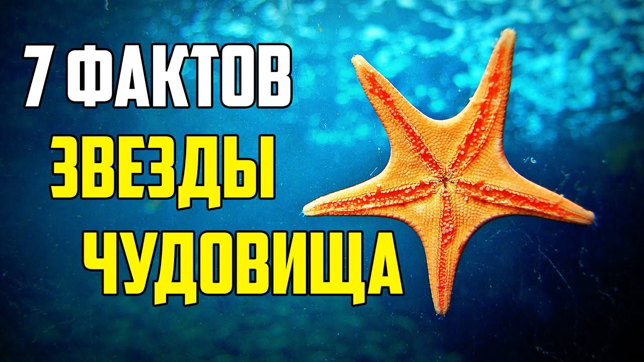 7 ФАКТОВ, ДОКАЗЫВАЮЩИХ, ЧТО МОРСКИЕ ЗВЕЗДЫ — ЭТО ЖУТКИЕ ЧУДОВИЩА