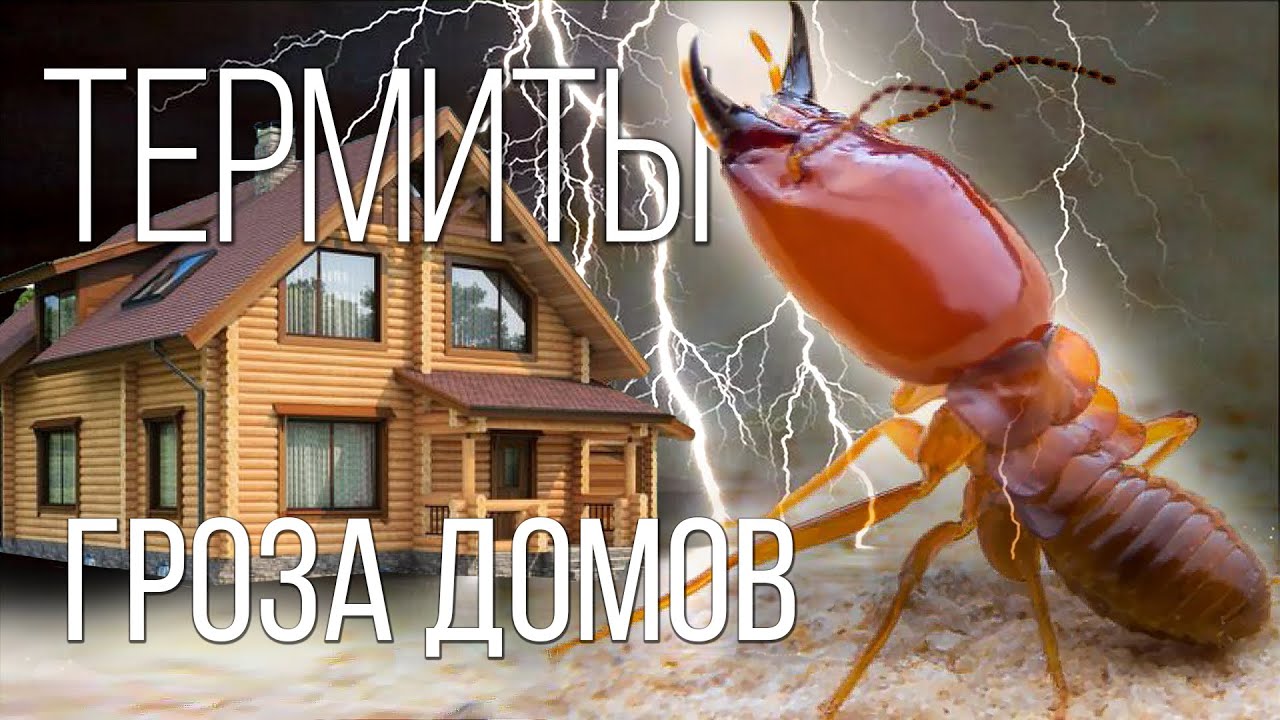 Термиты: Это вам не муравьи! Интересные факты про термитов