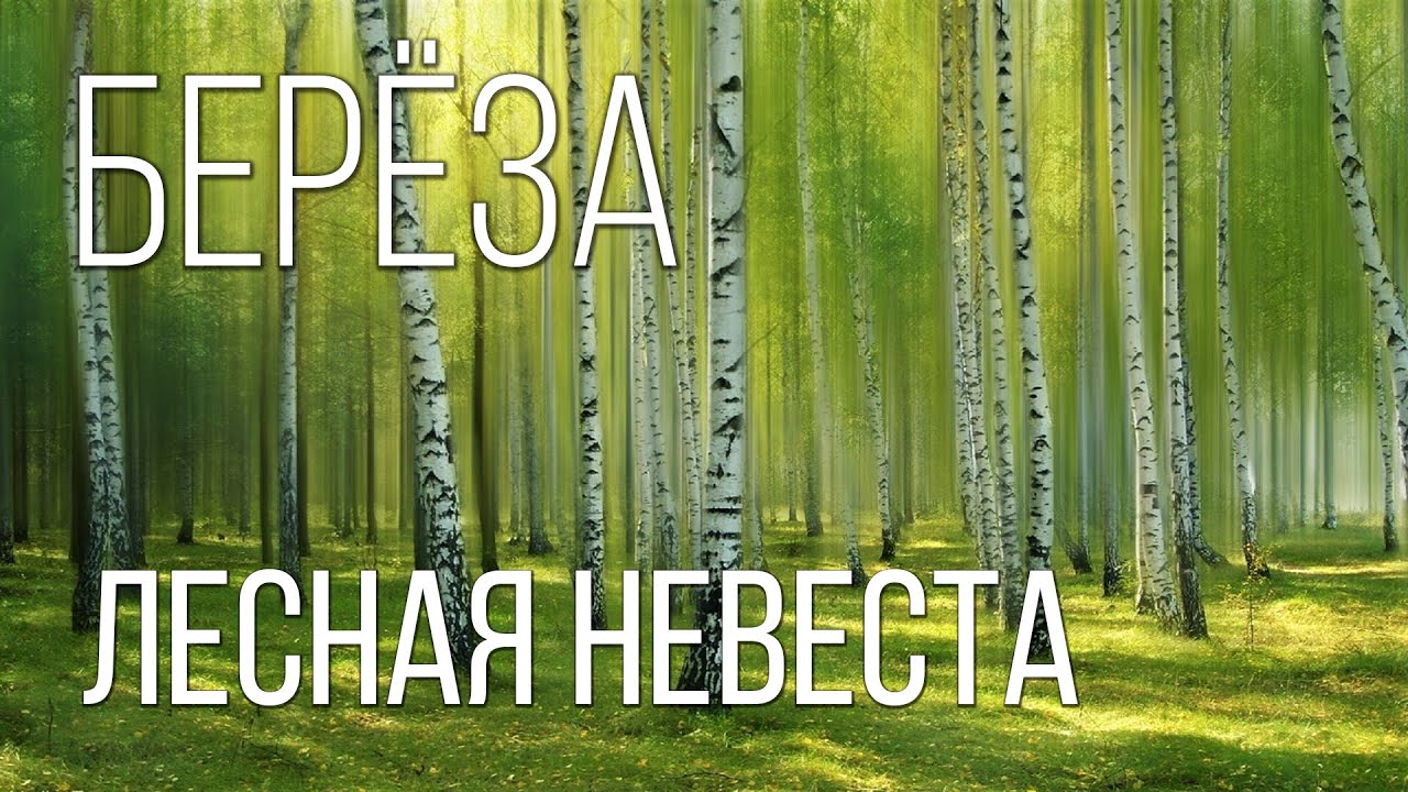 Берёза: Лесная «невеста» | Интересные факты про березу