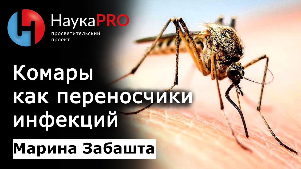 Кровососущие комары как переносчики природно-очаговых инфекций – зоолог Марина Забашта | Научпоп