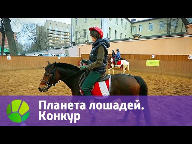 Планета лошадей. Конкур | Живая Планета