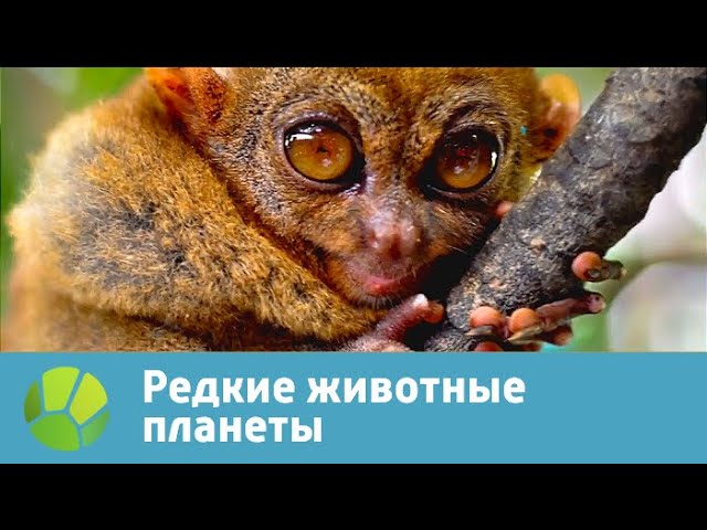 Редкие животные планеты | Живая Планета