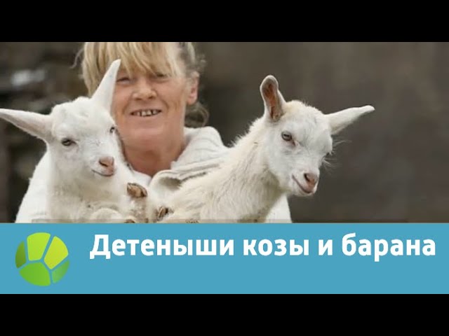 Детеныши козы и барана | Живая Планета