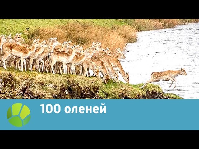 100 оленей | Живая Планета