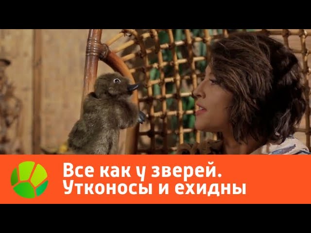 Все как у зверей. Утконосы и ехидны | Живая Планета