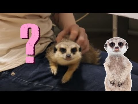 Что подарить домашнему сурикату? Meerkats and small monkeys