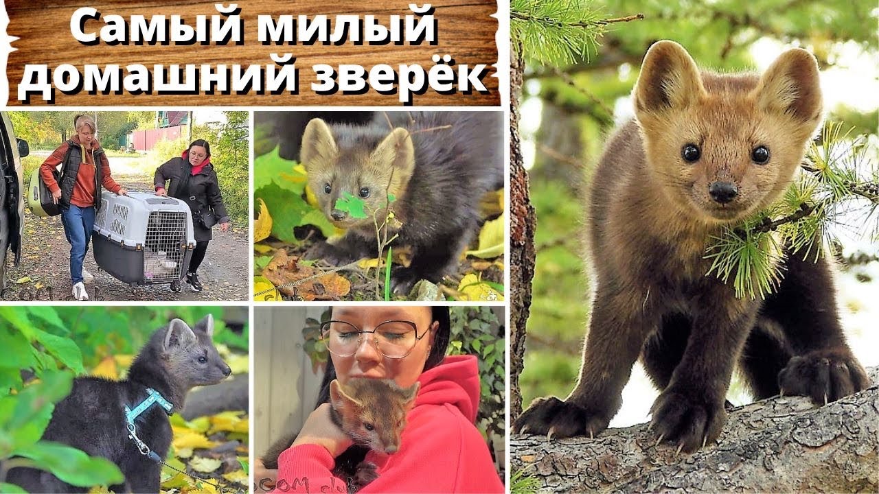 Соболь — самый милый домашний зверек. Моя новая фобия. Russian sables