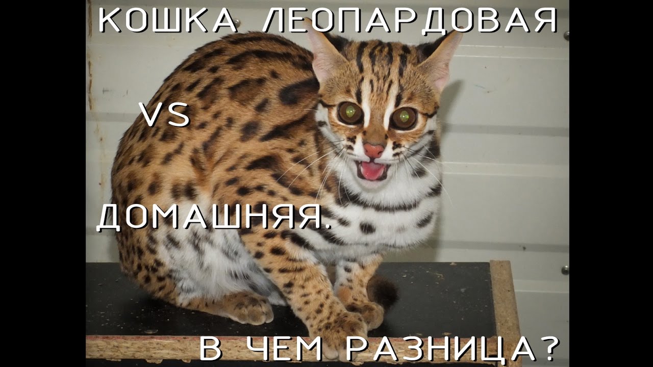 Леопардовая кошка: реально ли ее приручить? Wild cat