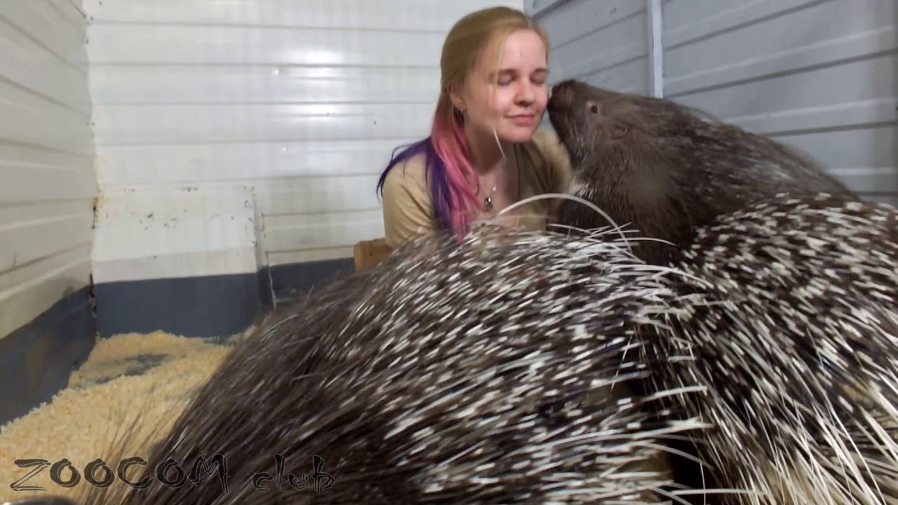 Сюрприз для ДИКОБРАЗА! Новый дом. New home for porcupines.