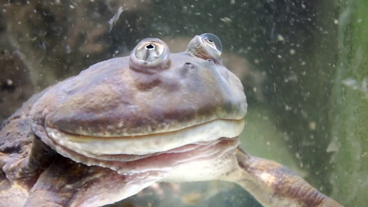 ВНИМАНИЕ: ЛЯГУШКИ! STRANGE FROGS! English subtitles!