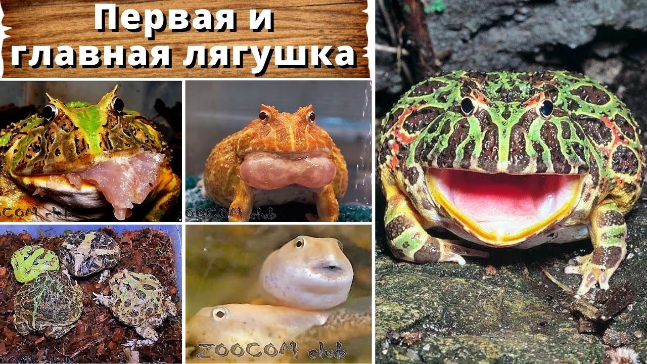 Первая и главная лягушка. Что нужно знать в начале пути? Рогатка Ceratophrys