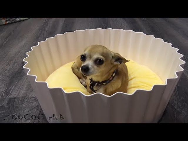 Оливкин кекс и иглу для кошек! РАСПАКОВКА!