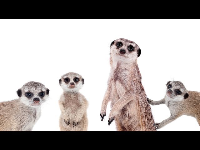 Жизнь и необыкновенные приключения домашнего суриката Пряни! The story of our home meerkat.