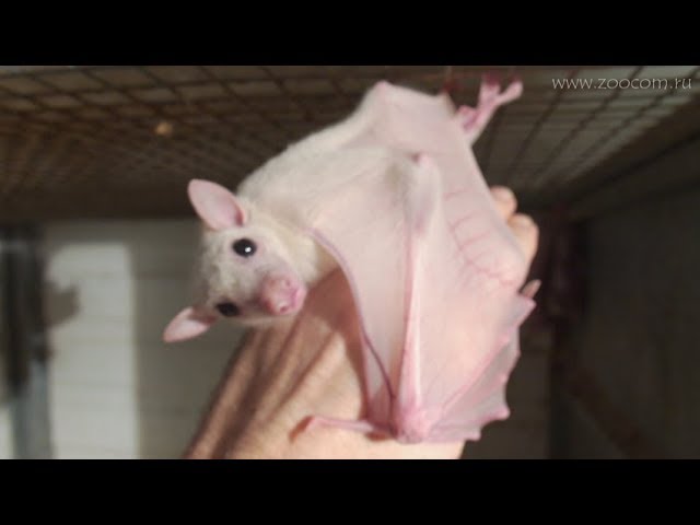 КРЫЛАН — БЕЛАЯ ЛЕТУЧАЯ СОБАКА? White fruit bat