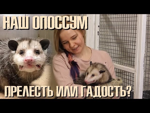 Наш виргинский опоссум: милая прелесть или страшная гадость?