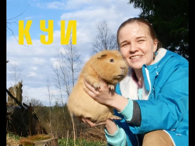 Куи — свинки-монстры. Giant guinea pigs