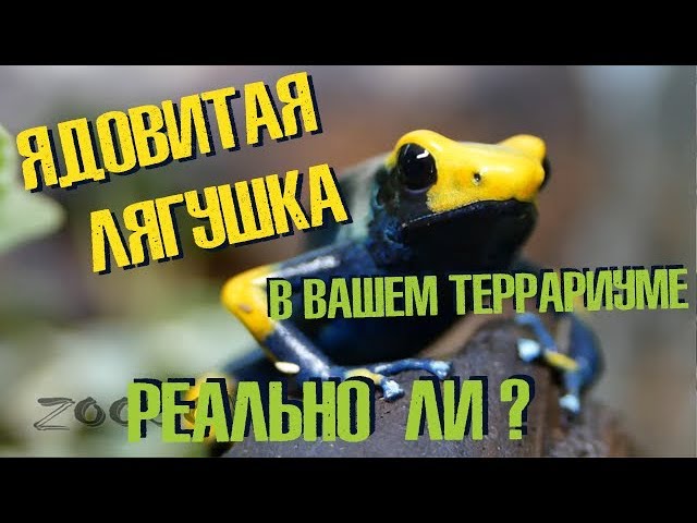 Ядовитые лягушки у вас дома это прекрасно? Или опасно? Poisonous frog