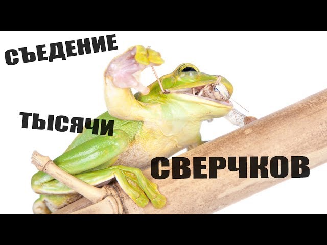 Ночная экскурсия в зоокоме. Кормление лягушек. Food for frogs