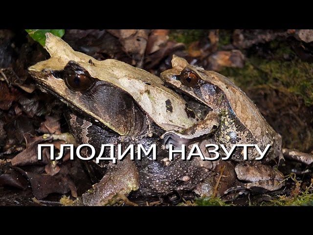 Разведение рогатой чесночницы! Horned frogs. Engl subt.