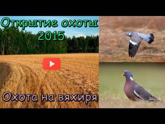 Открытие осенней охоты. Охота на дикого голубя — вяхиря. Часть 1. Autumn hunting.