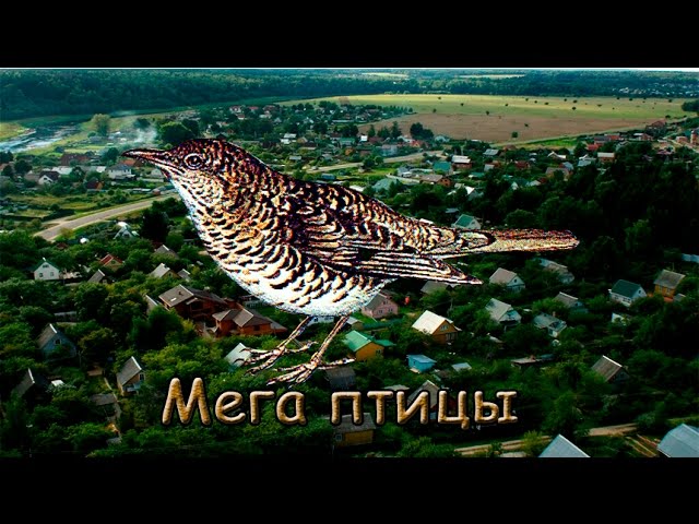 Мега птицы. Mega birds.