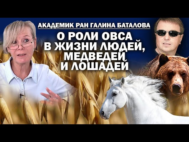 Академик РАН Г.Баталова о правильной овсяной каше для людей, медведей и лошадей / # АНДРЕЙУГЛАНОВ